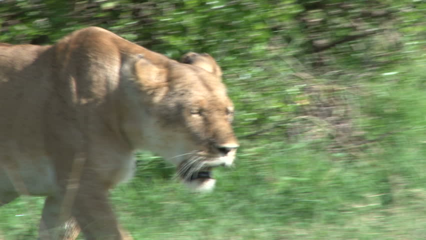 close up of lioness walking in the plains