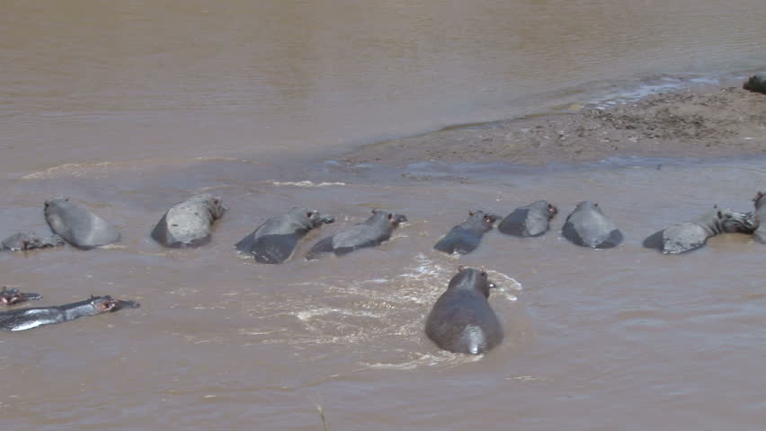 a school of hippos in a hippo pool