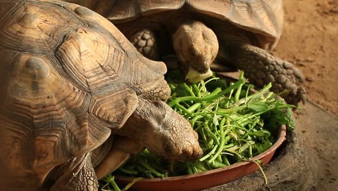 Turtles Eat Vegetables Stock Footage Video 100 Royalty Free 4938785 Shutterstock