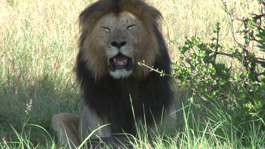 A lion poses upright facing camera.
