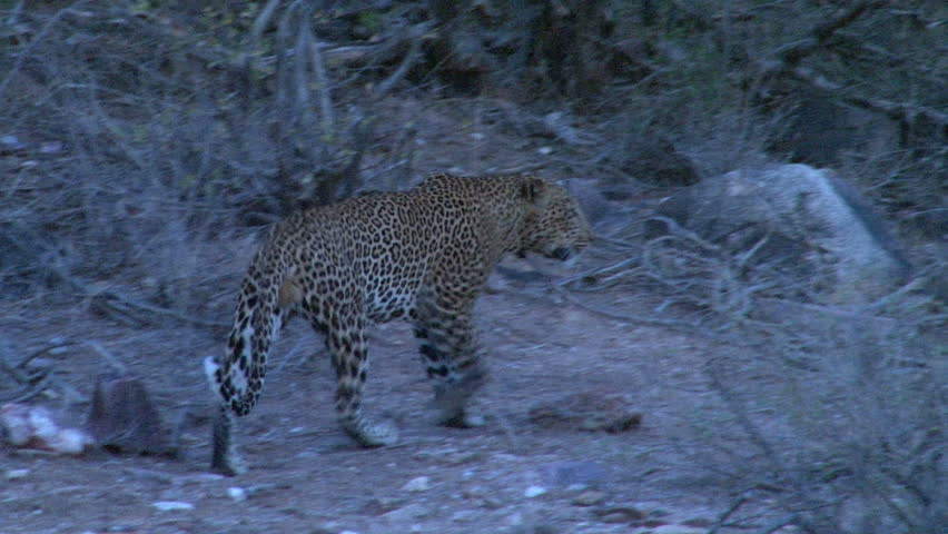 A leopard walks away
