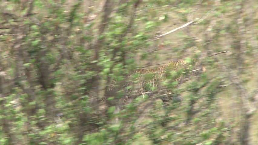 a leopard running away.