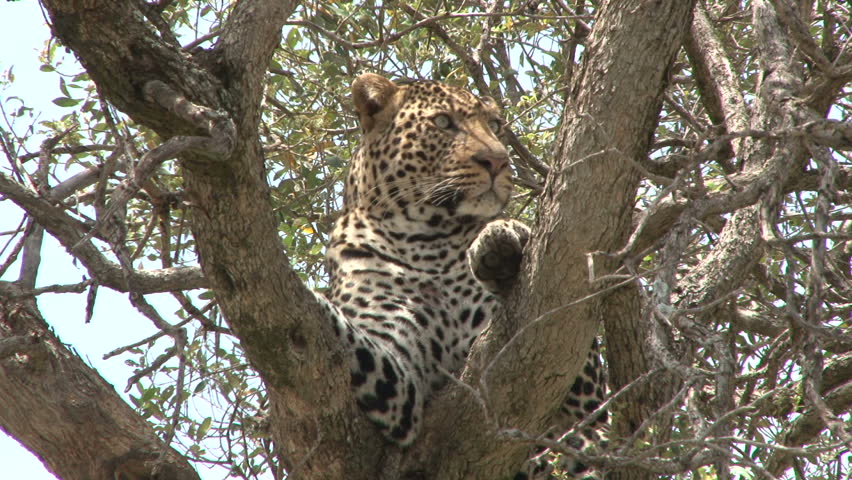 a leopard on a tree looking at the camera
