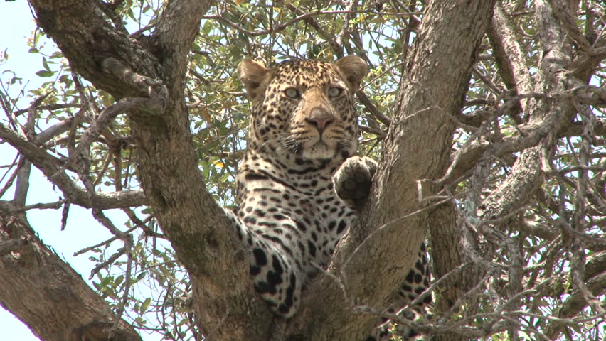 a leopard on a tree looking at the camera 2

