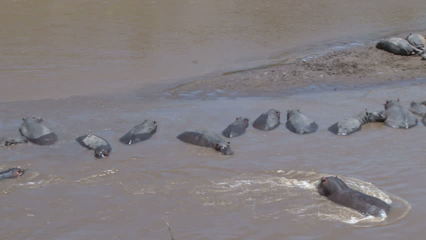 a hippo walks away from a confrontation.
