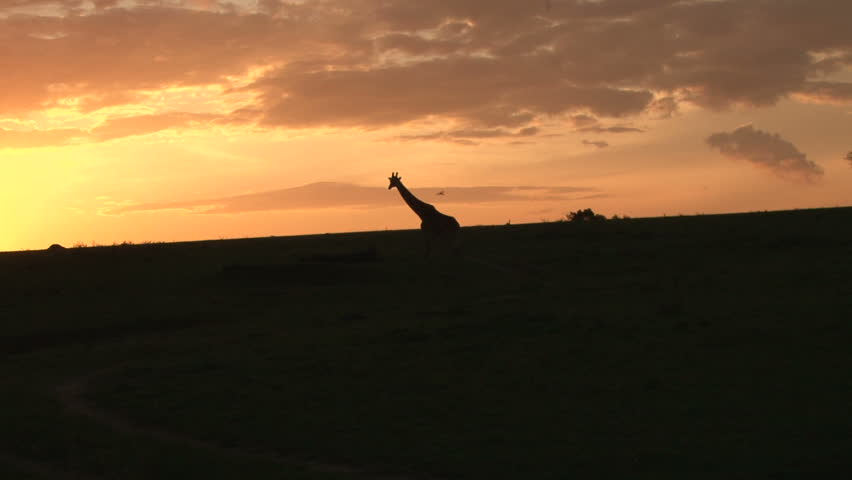 a giraffe walks across the camera in the setting sun.
Silhouetted.