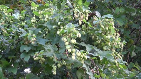 hop cones - raw material for beer production and wind