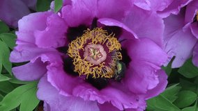 Rose chafer (Cetonia aurata) in beautiful summer  peony blossom