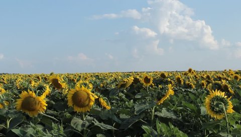 Sunflowers with sunny clouds
