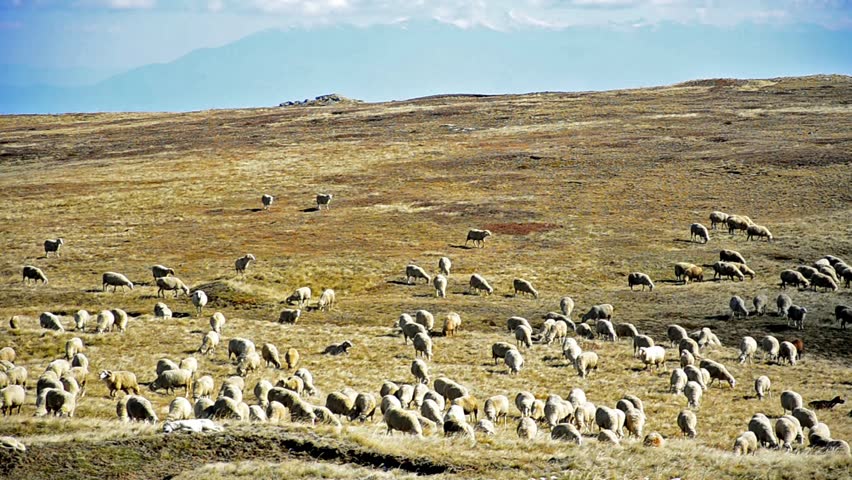Flock of sheep in the mountains. 