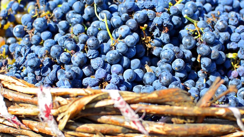 HD DOLLY: Black, Red Grapes In Vineyard - Stock Video. Vinegrade grape harvest