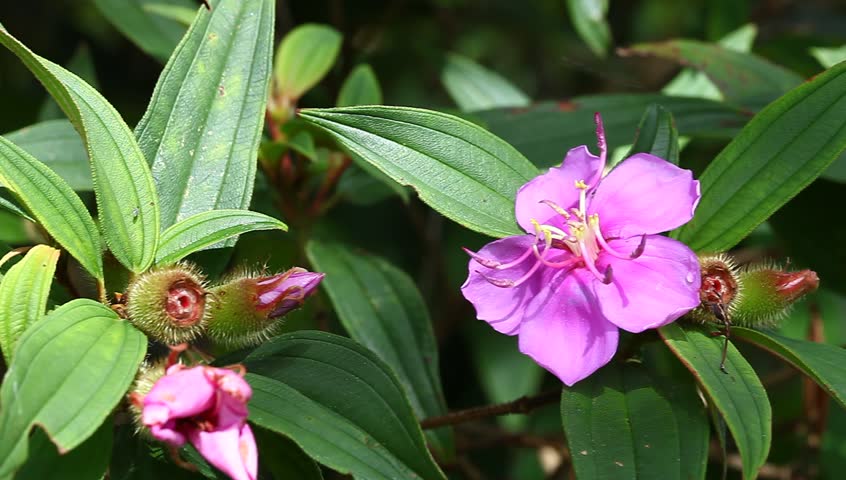 Malabar Melastome (indian Rhododendron) Stock Footage Video (100% ...