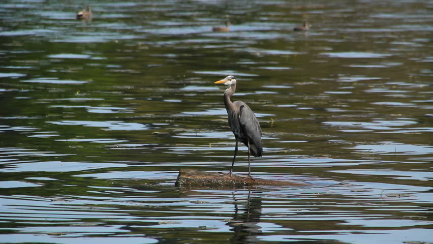 Clip of Blue Heron standing on a log in water and feeding.