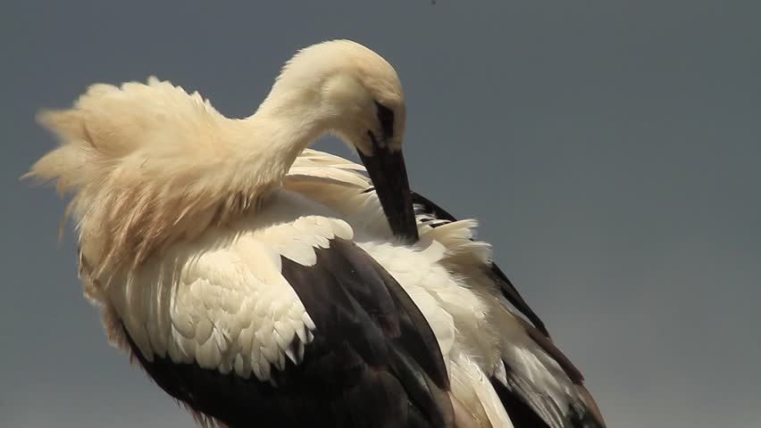 Young White Stork