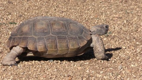 Tortoise Nesting Egg Laying Female Tortoise Stock Photo (Edit Now ...