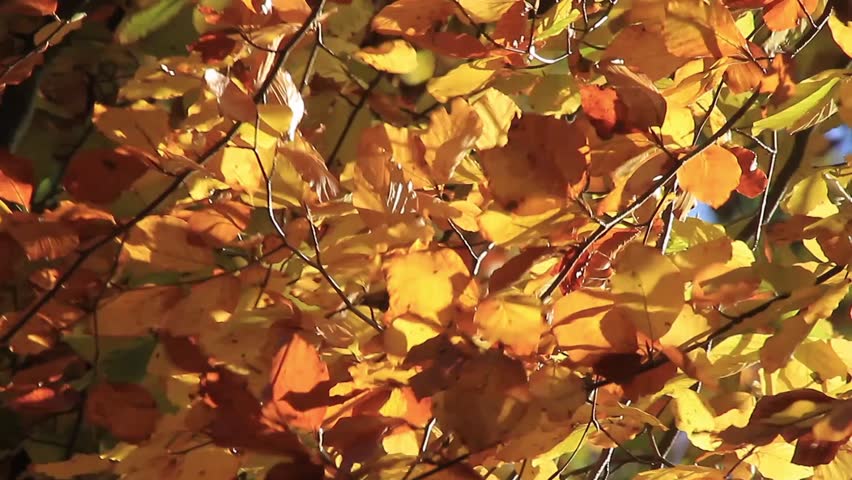  Wind in Autumn Leaves