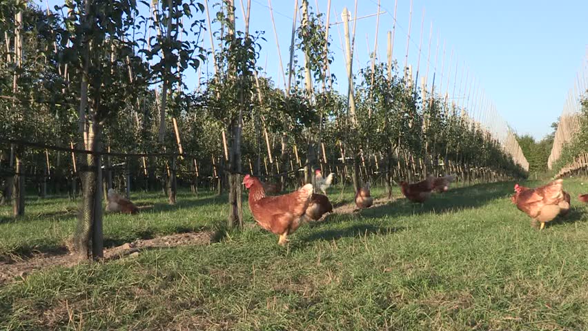 Chickens in an apple orchard