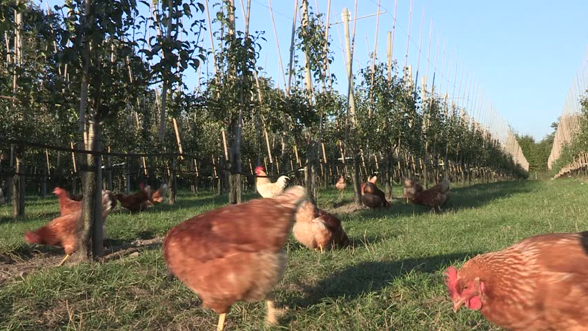 Domestic Chickens in an apple orchard