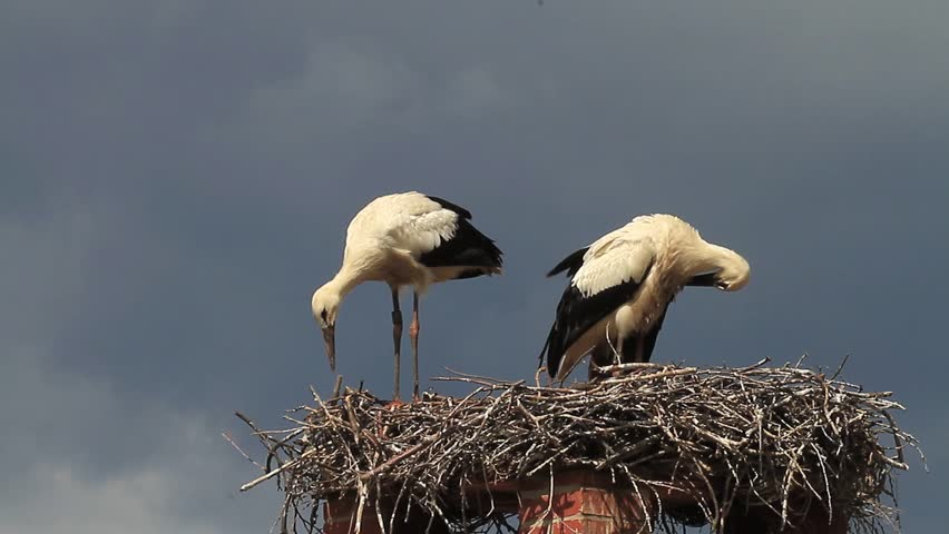 Two Young Storks