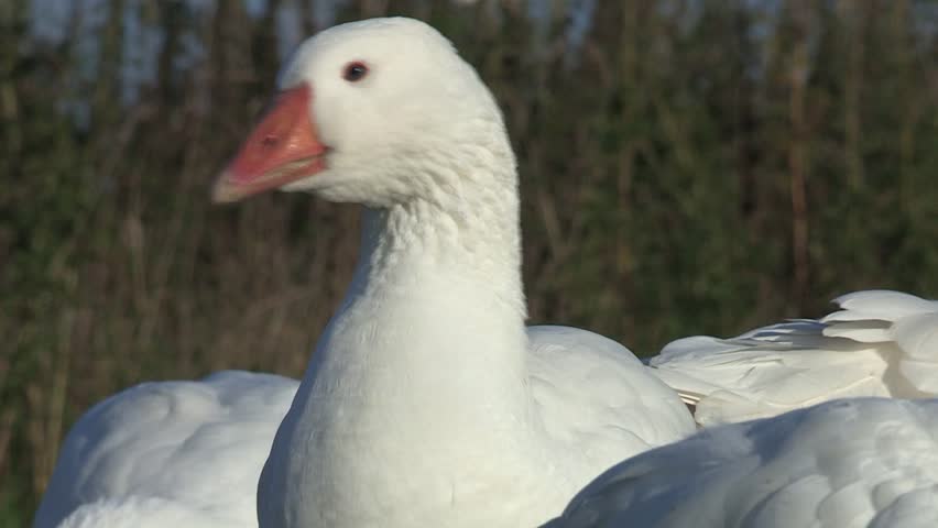 Head of a Domestic Goose