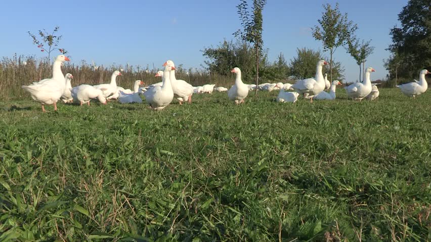 A flock of white Domestic geese