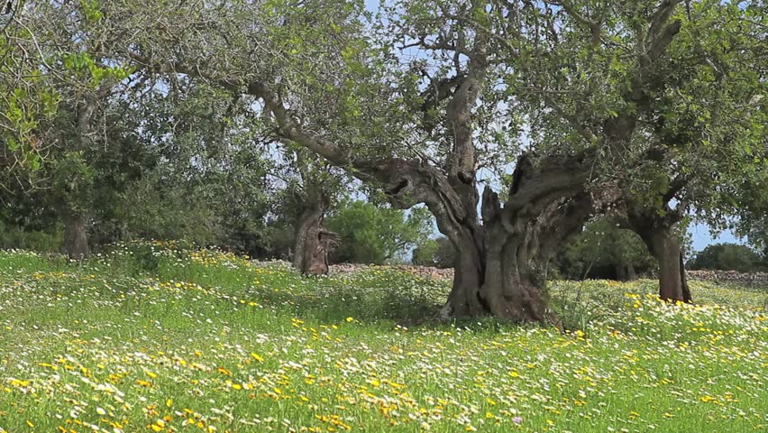 Old Carob Trees in an Almond Orchard