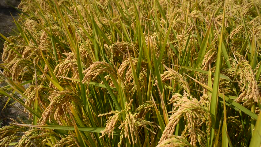 Crop 0. Сев риса. Lakshmi Crop Rice. FNF Paddy. Grain characteristics.