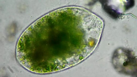 Green cell with chloroplast motion under microscope, magnification 200X