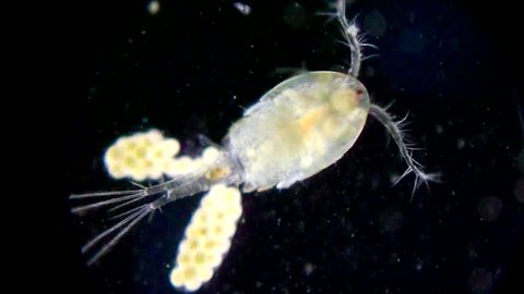 Live crustacean (copepod) under microscope