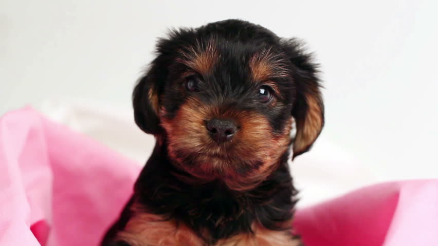 puppy Yorkshire terrier close-up in pink cloth