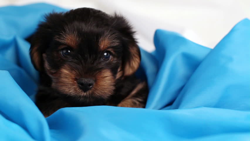 puppy Yorkshire terrier close-up in blue cloth