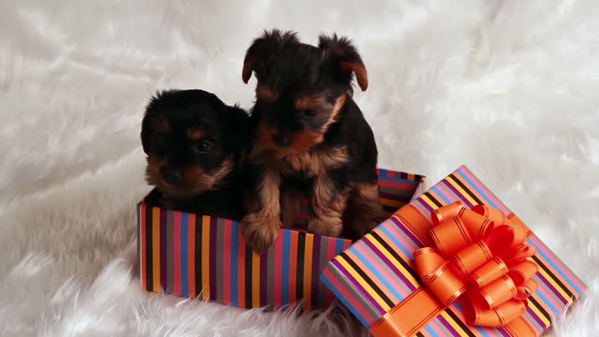 two puppies Yorkshire terrier in a gift box