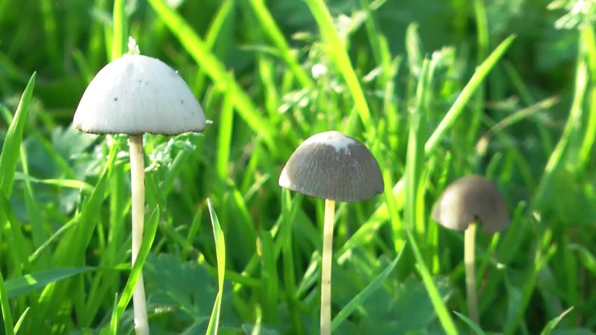 Two brown toadstools growing on grass ground level