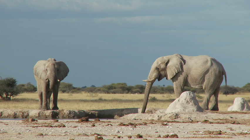 Two african bull elephants drink from a waterhole