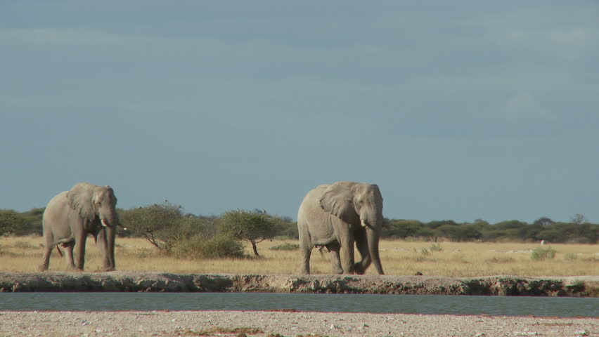 Four bull elephants make their way to a waterhole