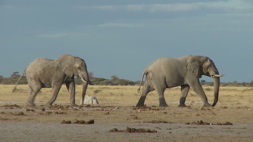 Two bull elephants stride across the open pans