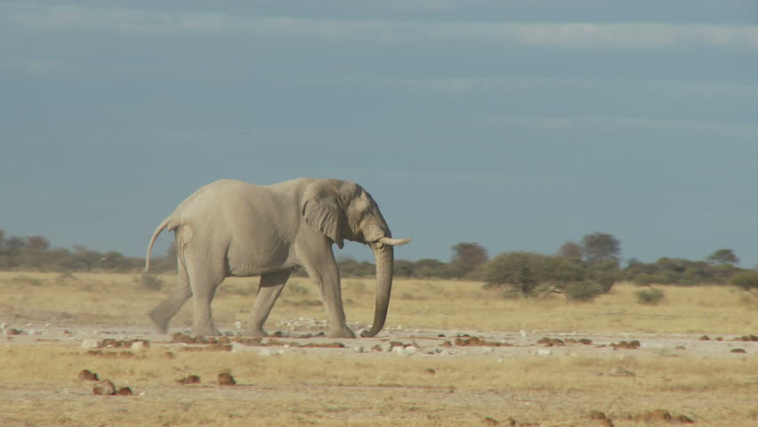 A lone bull elephant strides across the pans picking up dust with his trunk and