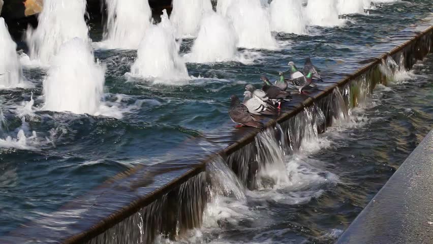 Pigeons near the Water