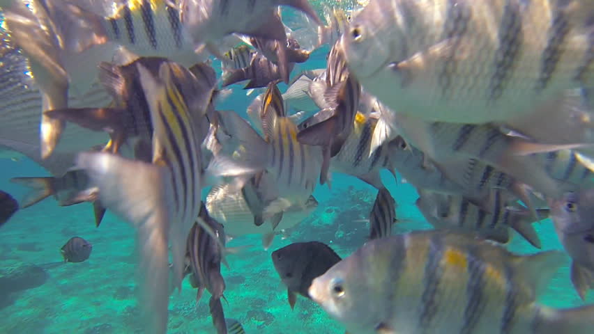Snorkeling among fish in the Caribbean, great for a beach destination travel