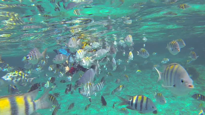 Snorkeling kids among fish in the Caribbean, great for a beach destination