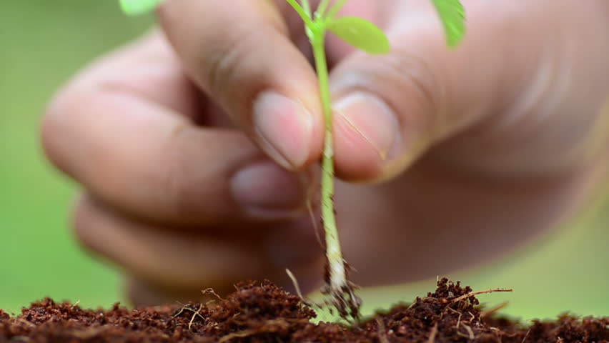 male hand planting young plant
