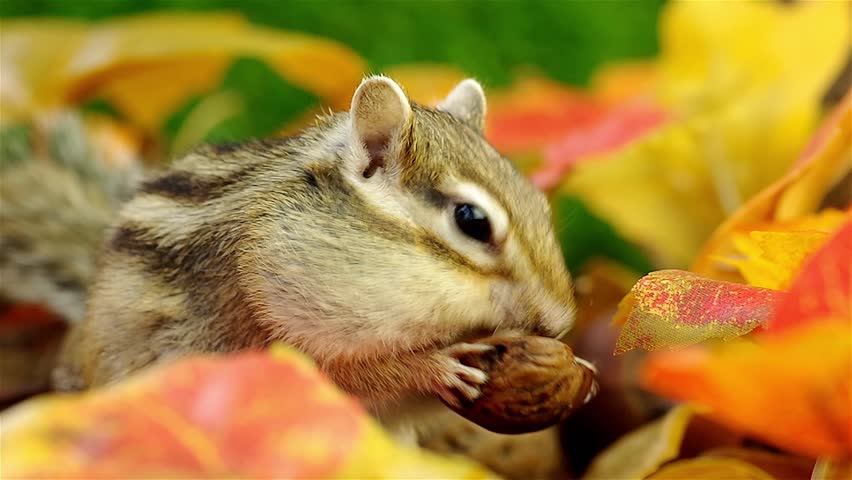 Chipmunk eating walnut in Autumn