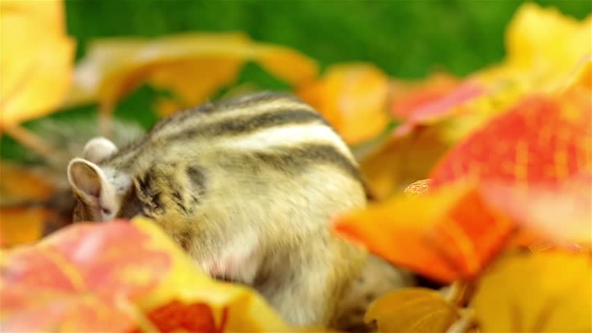 Rapid Chipmunk in Autumn