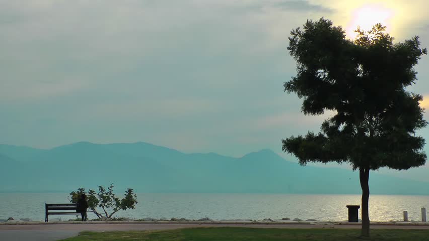 The Tree near the Seaside