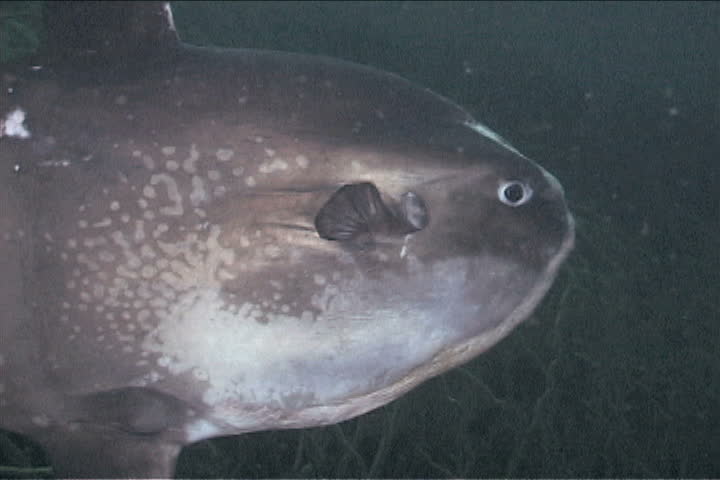 sunfish
