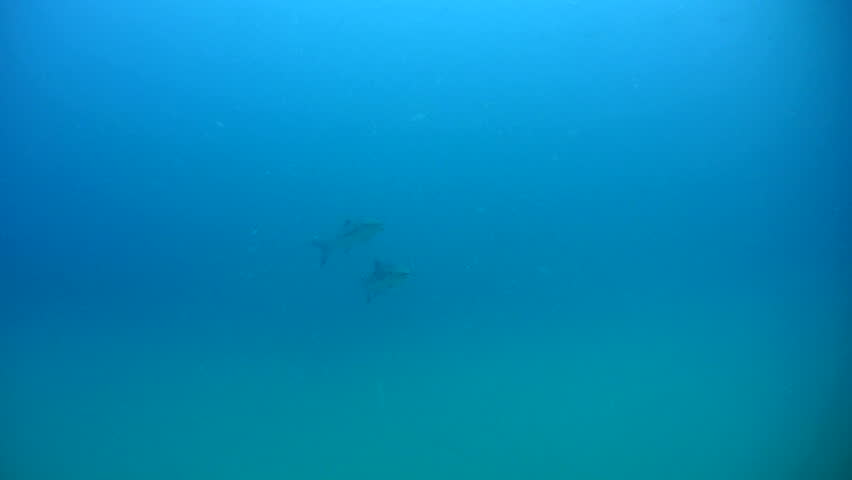 Cobia - Rachycentron canadum image - Free stock photo - Public Domain ...