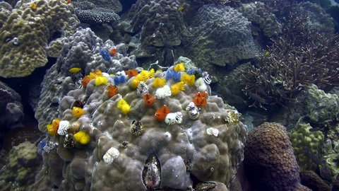 Christmas Tree Worms Retract Defensively Stock Footage Video 100 Royalty Free 1007133871 Shutterstock Christmas Tree Worms Retract Defensively Stock Footage Video 100 Royalty Free 1007133871 Shutterstock