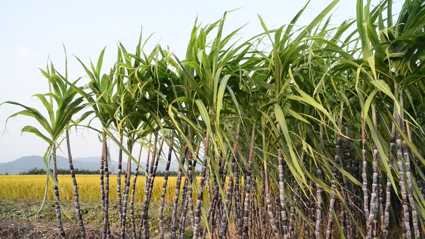 Г сахарный тростник. Гавайи сахарный тростник. Сахарный тростник в Египте. Сахарный тростник Шри Ланка. Никарагуа тростник.
