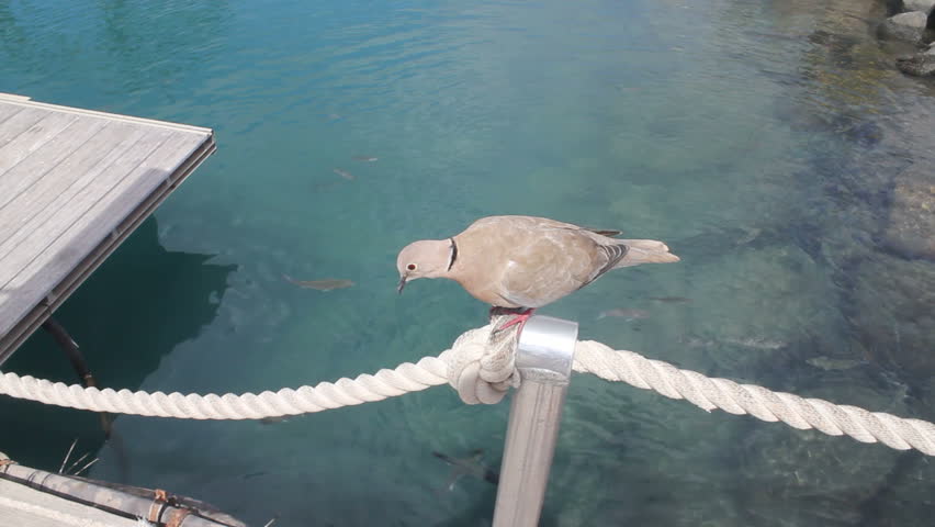 pigeon sitting above ocean