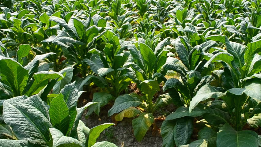 farmer working plants tobacco in farm of thailand
